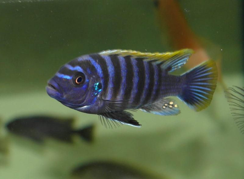 Cynotilapia zebroides 'Puulu Island'
